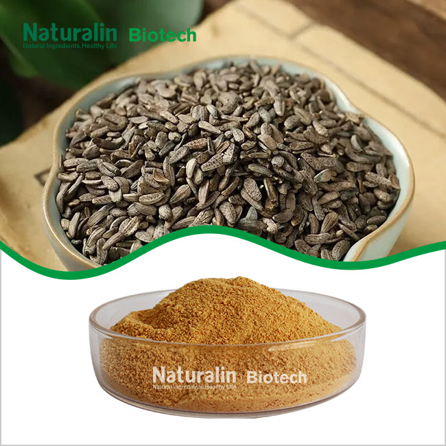 Arctium Lappa Granules